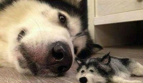 dog1