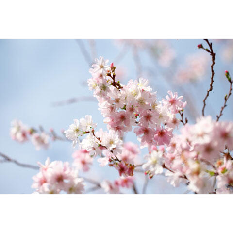 秋空に咲く十月桜