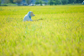 images - 2025-01-11T115205.094