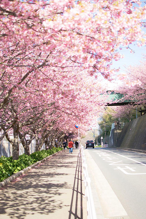 桜の木