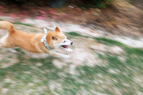 走る柴犬イメージ