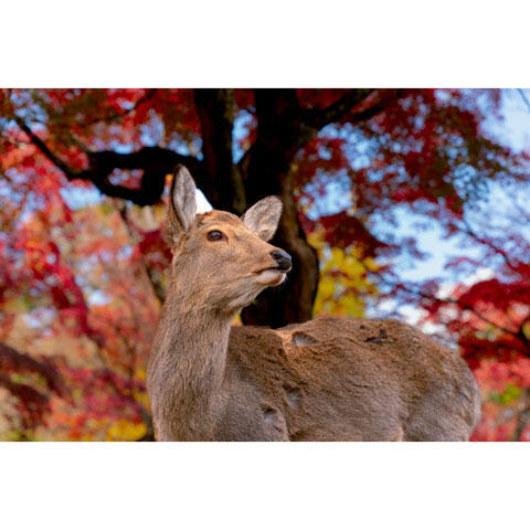 奈良公園　鹿