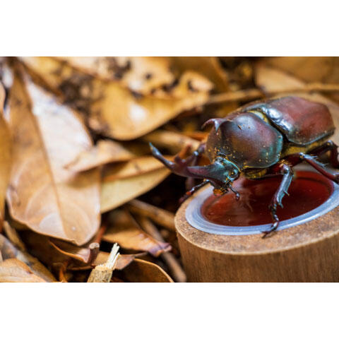 餌を食べるカブトムシ