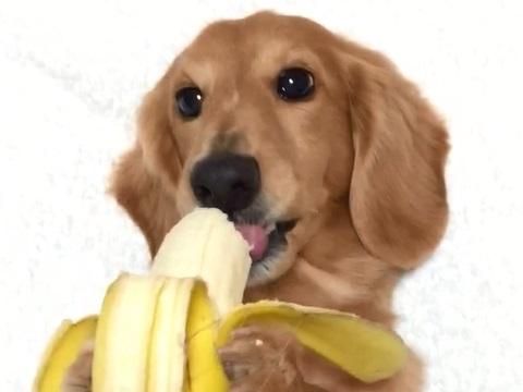 ダックスフント