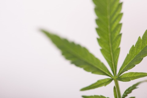 大麻