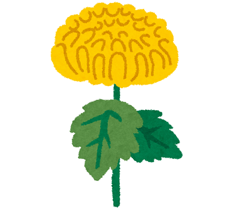 菊の花