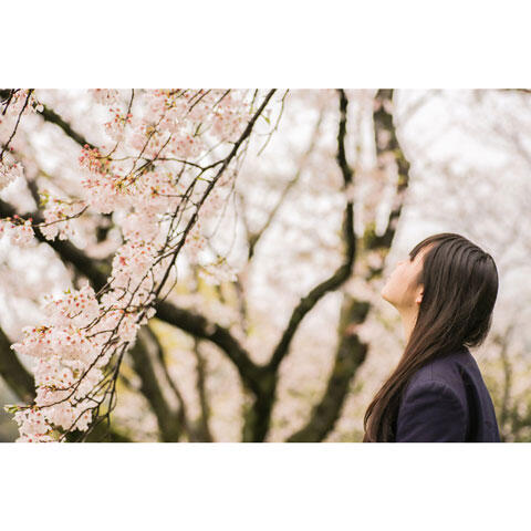 桜　女子高生