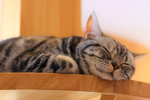 気持ちよさそうに眠る猫