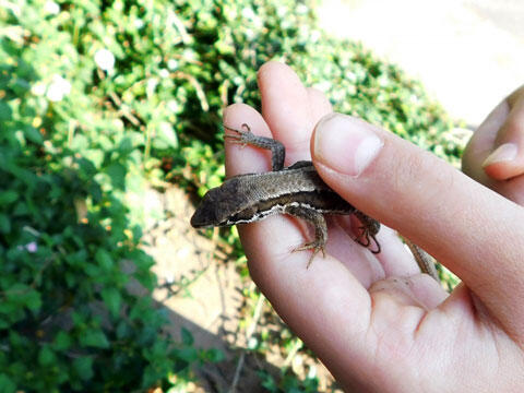 カナヘビを捕まえる