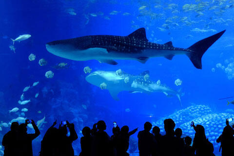 ジンベイザメが泳ぐ水族館