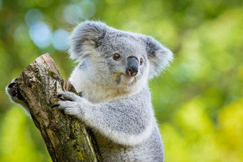 木に掴まるかわいいコアラ