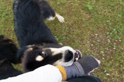 犬に噛まれる　イメージ