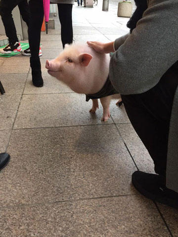 ミニブタ