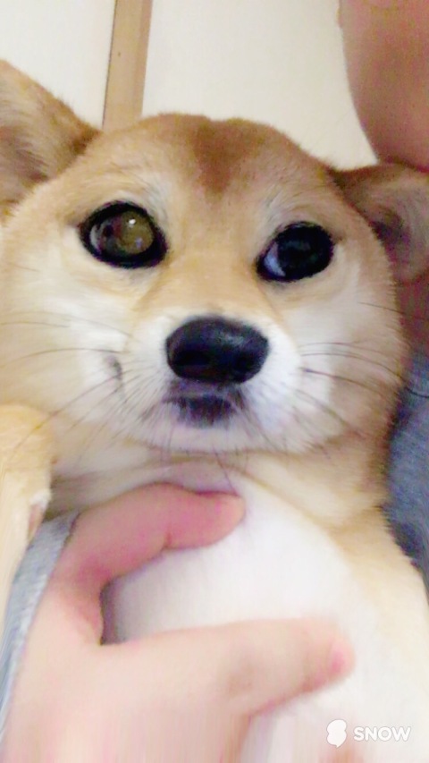 画像あり ワイのガイジーヌが不人気 ネギ速