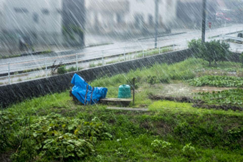 雨　畑　イメージ