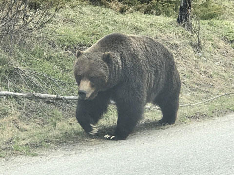 熊　イメージ