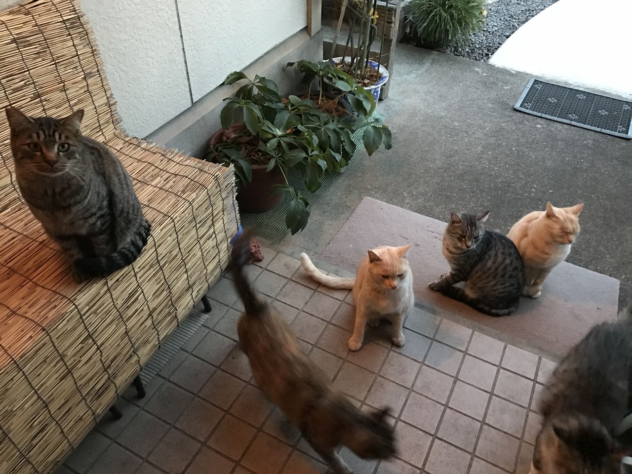 猫 ハウス 外