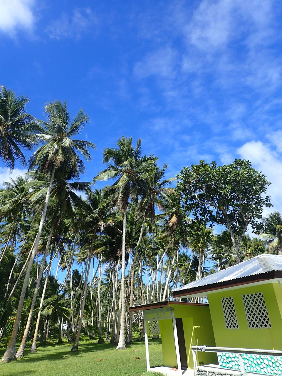 休日 今まで食べたメーはなんだったのか パンノキの実の一番美味しい食べ方 夢のその先に