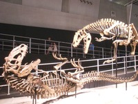 yutyrannus_04