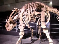 sinoceratops