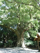 isejingu2006_2