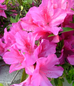 080501_tsutsuji