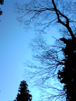 1219_forest