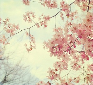 sakura