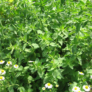 0526oregano