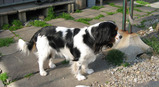 070410dog