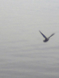 1129_bird01