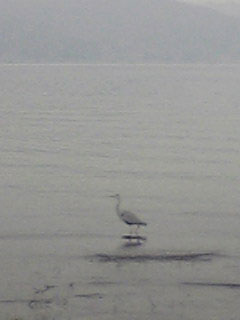 1129_bird02