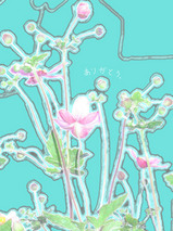 080429_flower