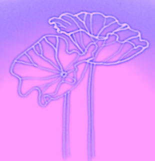 0822hasu