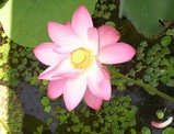 lotus