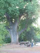 071113sedona_tree