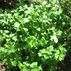 0526mint