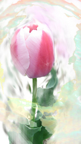 0424tulip