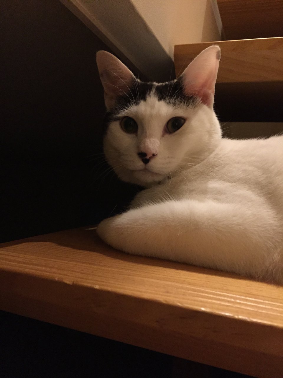 テントの中のネコ