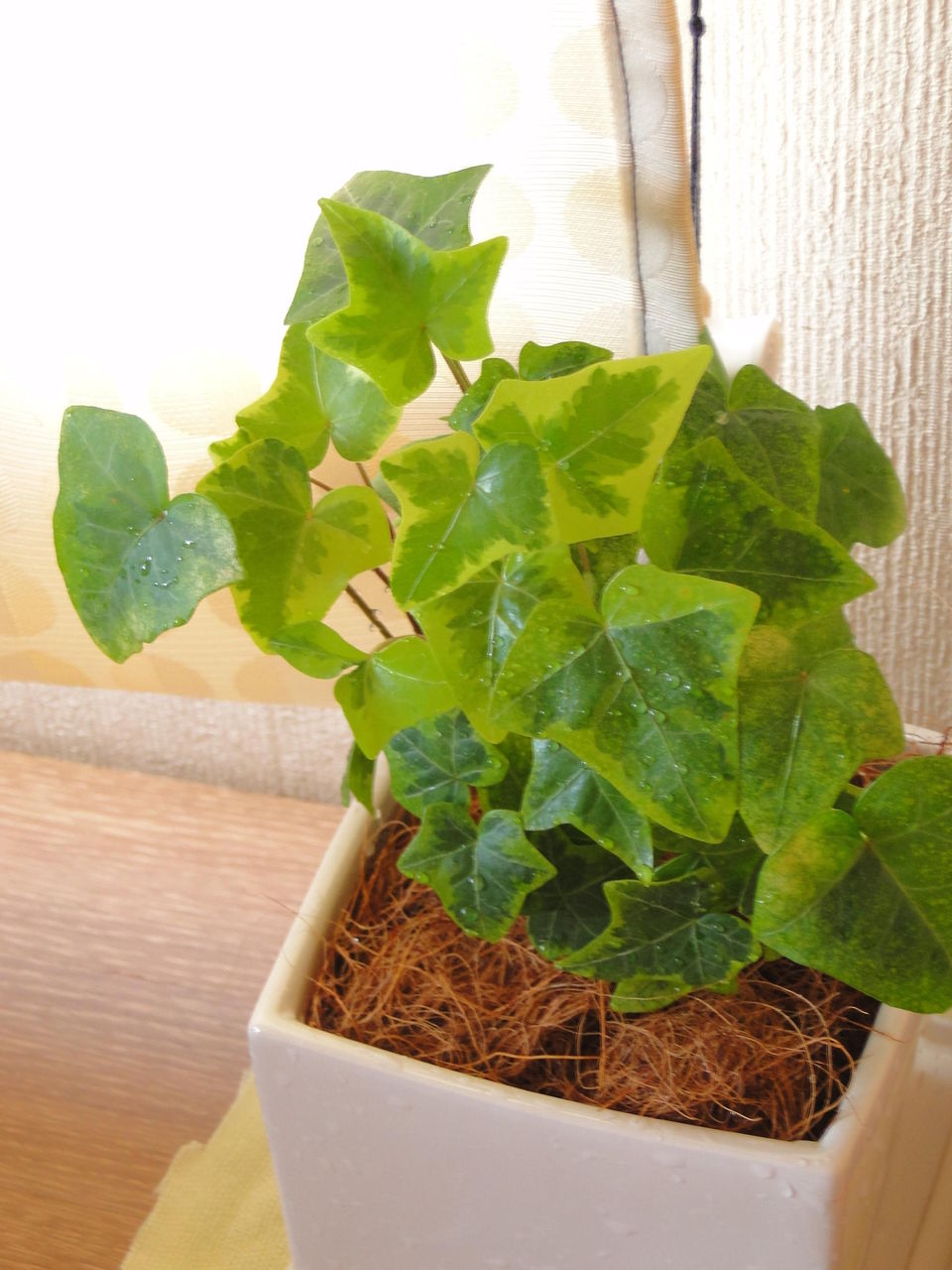 冬の乾燥対策 観葉植物を丸洗い Neigeノ庭カラ 冬の乾燥対策 観葉植物を丸洗い Neigeノ庭カラ
