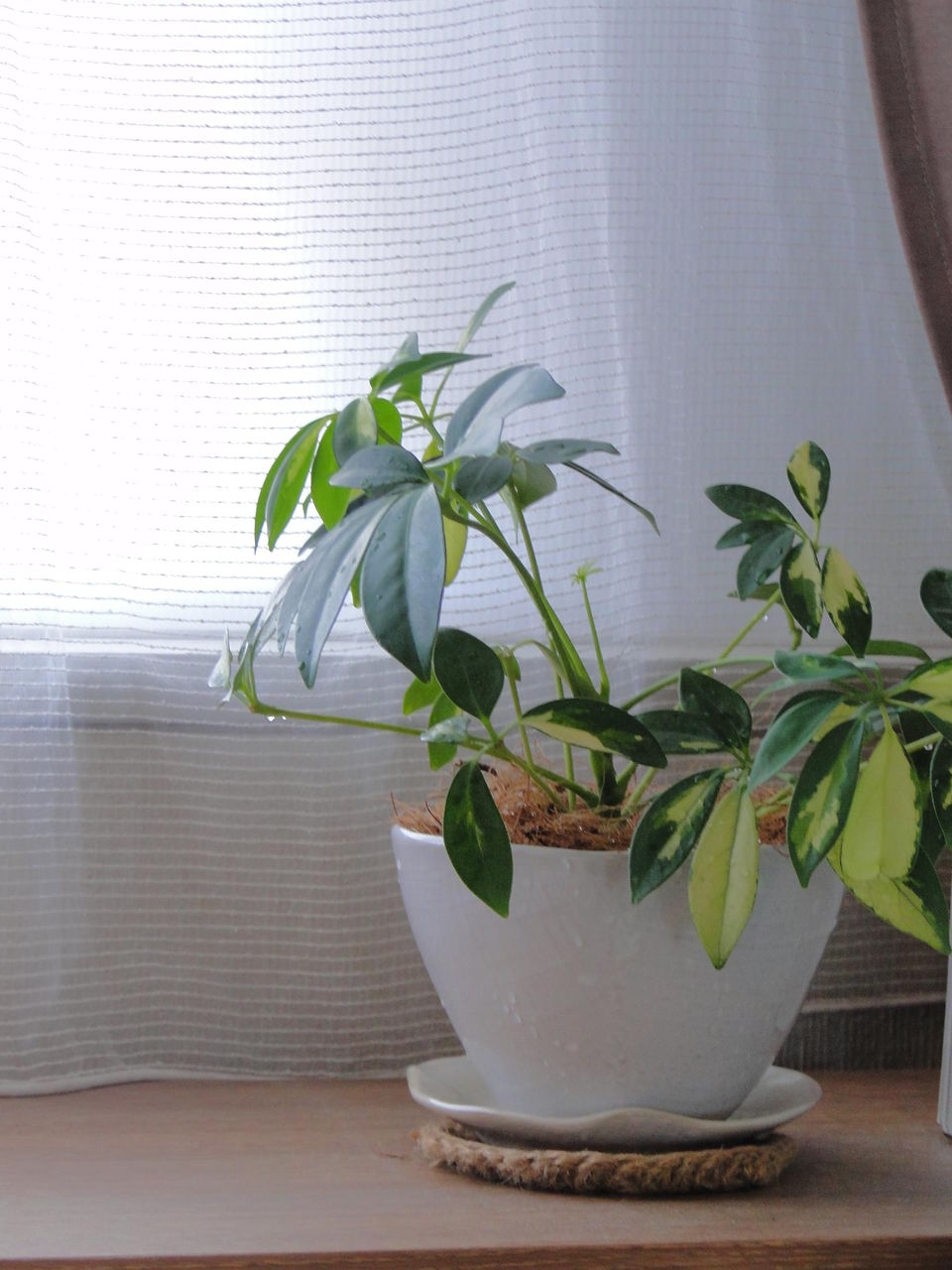 冬の乾燥対策 観葉植物を丸洗い Neigeノ庭カラ