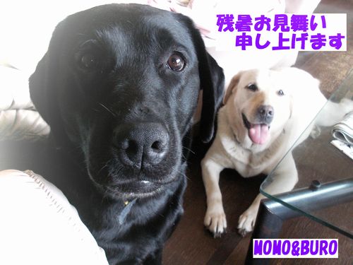 もも&ブロッコリーより 残暑お見舞い