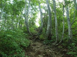 勝原コース ブナ林