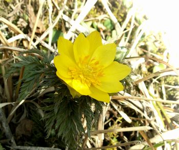 みちのく福寿草