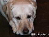 怒られた