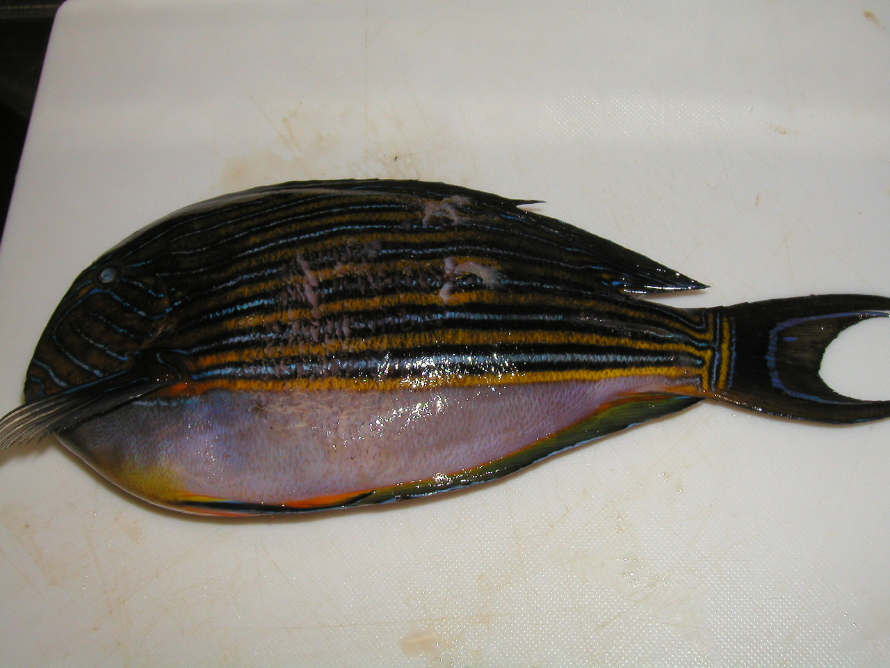 ニジハギ ヘラヤガラ 食い倒れ 海あしびぃ ネジロウの沖縄定住記