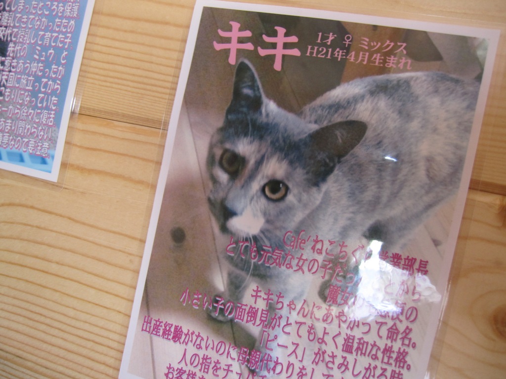 Cafe ねこちぐら 155のある生活by猫