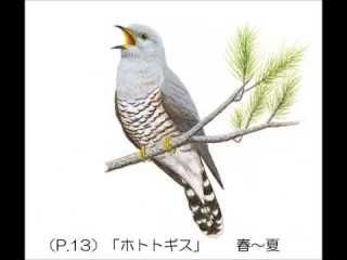 しょんぼり将軍 ねこ座日記 しょんぼり将軍 ねこ座日記