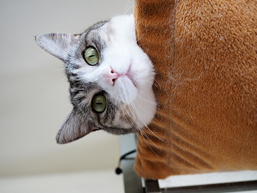 ハンモックの猫