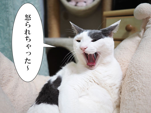 怒られた猫